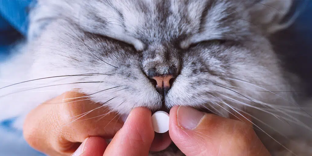 Care Verkoop -Care Verkoop come somministrare pastiglia gatto 2 1024x512 1